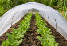 Installer un filet anti-insectes : la meilleure protection pour vos cultures Rangées de plants protégés par filet anti-insectes blanc au potager bio