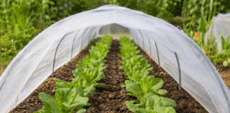 Installer un filet anti-insectes : la meilleure protection pour vos cultures Rangées de plants protégés par filet anti-insectes blanc au potager bio