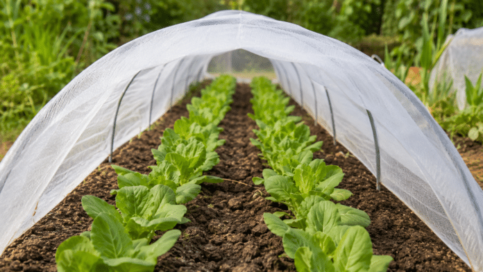Filet anti-insectes au potager Rangées de plants protégés par filet anti-insectes blanc au potager bio