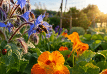Comment attirer les insectes auxiliaires et favoriser la biodiversité au jardin ? Coccinelle et abeille butinant des fleurs au potager bio