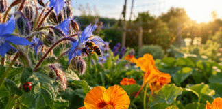 Comment attirer les insectes auxiliaires et favoriser la biodiversité au jardin ? Coccinelle et abeille butinant des fleurs au potager bio