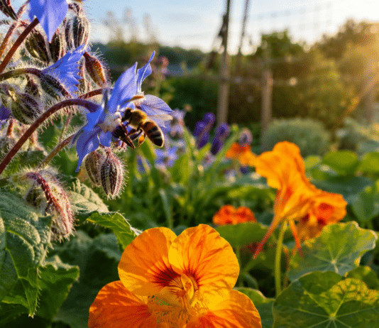 Comment attirer les insectes auxiliaires et favoriser la biodiversité au jardin ? Coccinelle et abeille butinant des fleurs au potager bio