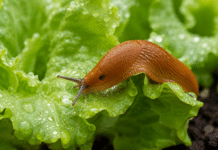 Comment se débarrasser des limaces au potager de manière écologique ? Limace orange sur une feuille de salade au potager bio