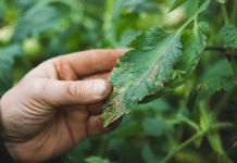 Identifier et traiter les maladies du potager : le guide des solutions naturelles Main de jardinier examinant une feuille malade au potager bio