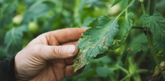 Identifier et traiter les maladies du potager : le guide des solutions naturelles Main de jardinier examinant une feuille malade au potager bio