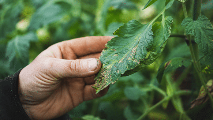 Maladies au potager - examen des plants Main de jardinier examinant une feuille malade au potager bio