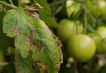 Le mildiou de la tomate : comment le reconnaître et le combattre efficacement ? Feuille de plant de tomate avec taches brunes de mildiou