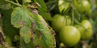 Le mildiou de la tomate : comment le reconnaître et le combattre efficacement ? Feuille de plant de tomate avec taches brunes de mildiou