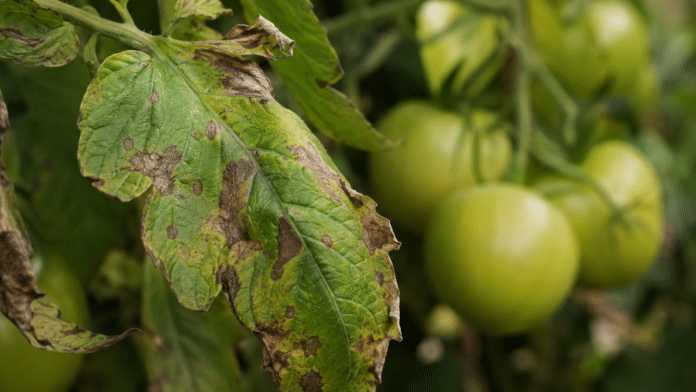 Mildiou sur feuille de tomate Feuille de plant de tomate avec taches brunes de mildiou