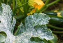 L’oïdium sur les courgettes : nos solutions bio pour sauver vos récoltes Feuilles de courgette couvertes de depot blanc oidium au potager bio