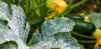 L’oïdium sur les courgettes : nos solutions bio pour sauver vos récoltes Feuilles de courgette couvertes de depot blanc oidium au potager bio