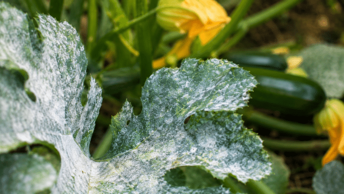 Oidium sur feuilles de courgette Feuilles de courgette couvertes de depot blanc oidium au potager bio