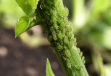 Traitement naturel contre les pucerons : nos 5 recettes les plus efficaces Colonie de pucerons verts sur tige verte au potager bio