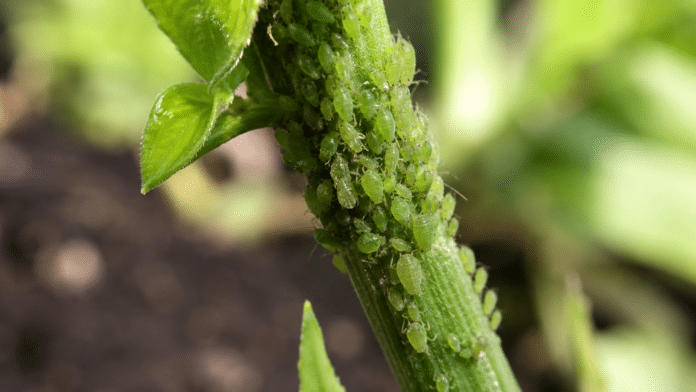 Pucerons au potager Colonie de pucerons verts sur tige verte au potager bio