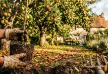 Acheter arbres fruitiers en septembre : le guide complet