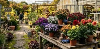 Acheter des plants de fleurs en septembre : le guide