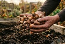 Bulbes à planter en septembre pour fleurir au printemps