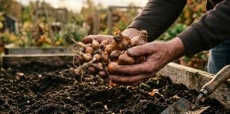 Bulbes à planter en septembre pour fleurir au printemps