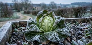 Laitue d’hiver : variétés résistantes au gel et culture
