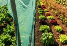 Ombrage potager : pourquoi vos légumes en ont besoin