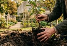 Planter des arbres fruitiers en septembre : guide complet