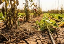 Potager canicule : protéger vos cultures et récoltes