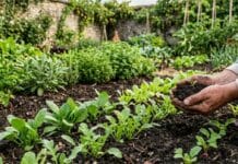 Que semer en septembre au potager ? Les meilleurs légumes