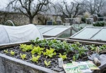 Légumes d’hiver à semer maintenant pour récolter