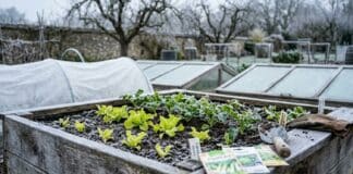 Légumes d’hiver à semer maintenant pour récolter