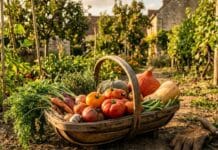 Récolter en septembre : guide complet du potager