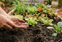 Semis en pleine terre en septembre sans risque