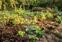 Septembre en permaculture : associer, pailler et préparer