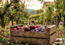 Verger en septembre : récoltes et travaux essentiels