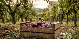 Verger en septembre : récoltes et travaux essentiels